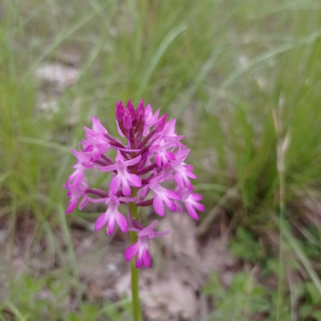 Anacamptis berica?